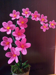 Orchidej růžová