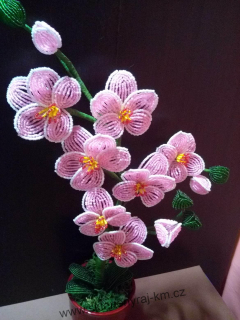 Orchidej růžová II.