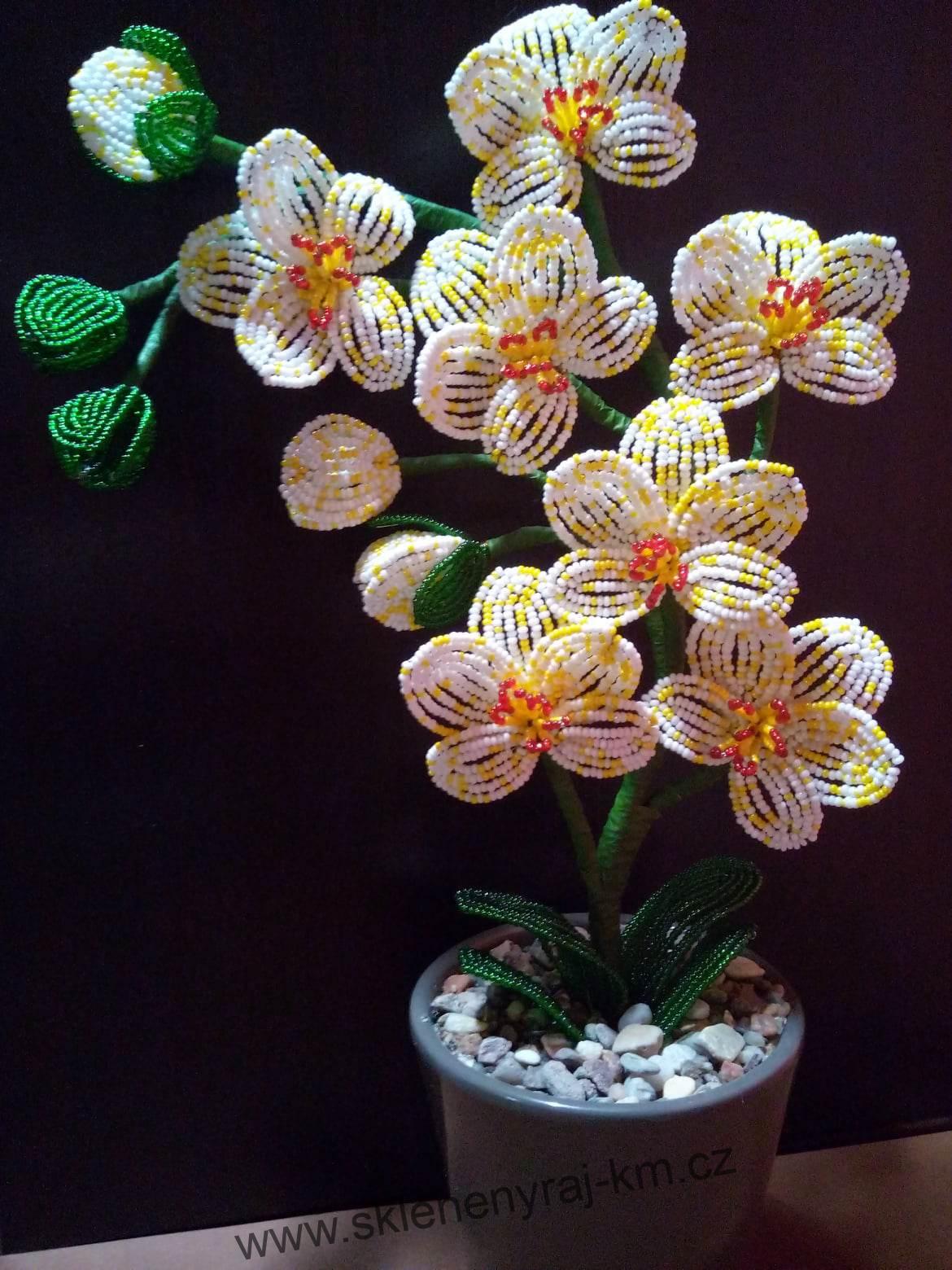 Orchidej 2