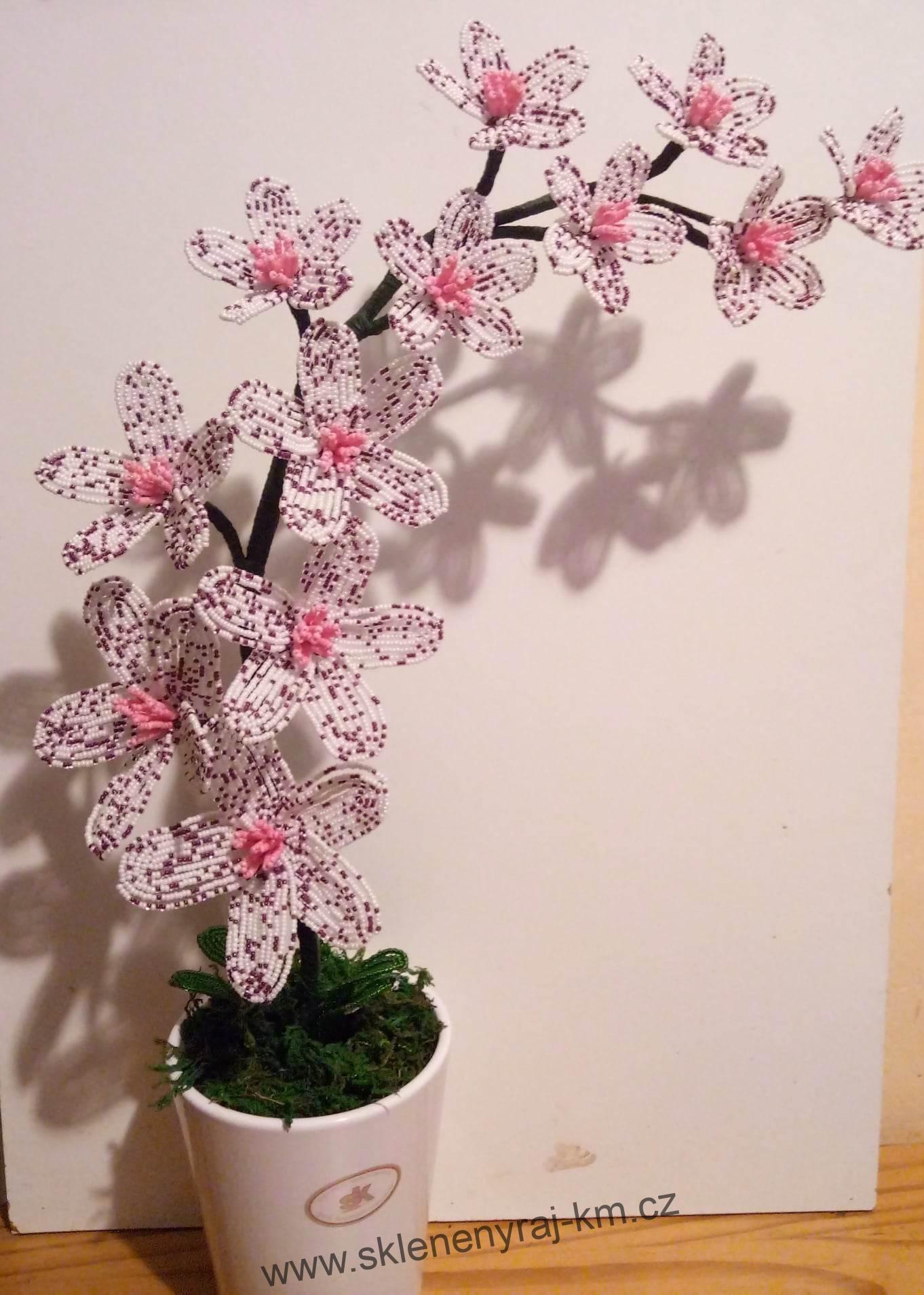 Orchidej III.